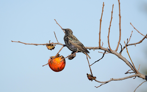 The bird eats a persimmon from Chrome web store to be run with OffiDocs Chromium online The bird eats a persimmon from Chrome web store to be run with OffiDocs Chromium online