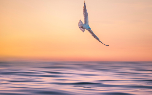 The bird flies sideways from Chrome web store to be run with OffiDocs Chromium online The bird flies sideways from Chrome web store to be run with OffiDocs Chromium online