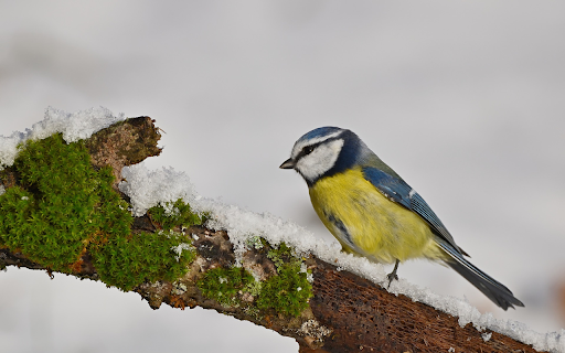 The bird perched on a tree branch from Chrome web store to be run with OffiDocs Chromium online The bird perched on a tree branch from Chrome web store to be run with OffiDocs Chromium online