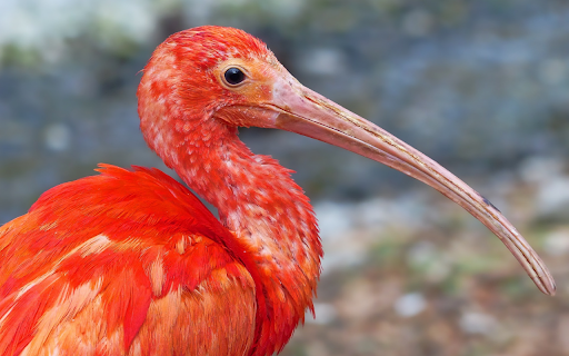 The bird red sickle from Chrome web store to be run with OffiDocs Chromium online The bird red sickle from Chrome web store to be run with OffiDocs Chromium online