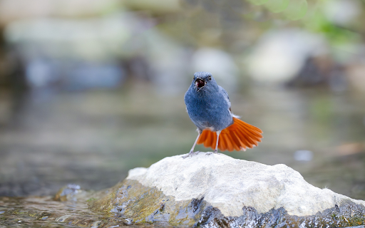 The Blue Bird and the Orange Tail from Chrome web store to be run with OffiDocs Chromium online The Blue Bird and the Orange Tail from Chrome web store to be run with OffiDocs Chromium online