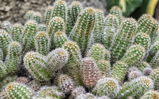 The cacti have round thorns from Chrome web store to be run with OffiDocs Chromium online The cacti have round thorns from Chrome web store to be run with OffiDocs Chromium online
