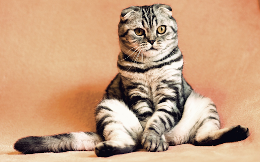 The cat sits from Chrome web store to be run with OffiDocs Chromium online The cat sits from Chrome web store to be run with OffiDocs Chromium online