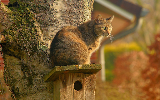 The cat stands next to the tree from Chrome web store to be run with OffiDocs Chromium online The cat stands next to the tree from Chrome web store to be run with OffiDocs Chromium online