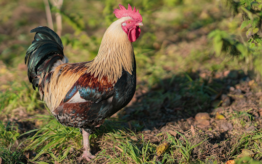 The chubby chicken from Chrome web store to be run with OffiDocs Chromium online The chubby chicken from Chrome web store to be run with OffiDocs Chromium online