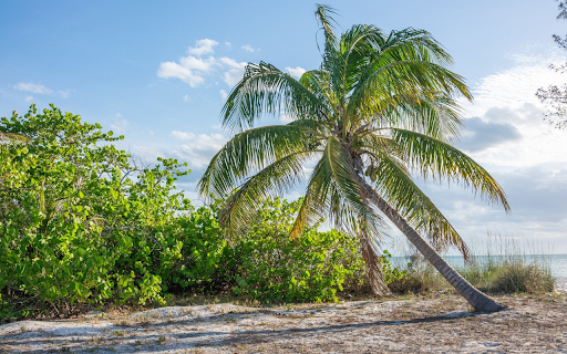 The coconut tree tilted its shadow from Chrome web store to be run with OffiDocs Chromium online The coconut tree tilted its shadow from Chrome web store to be run with OffiDocs Chromium online