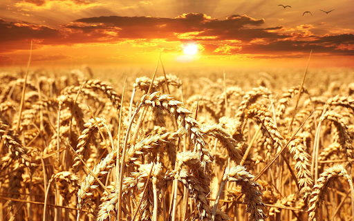 The color of rice, the color of sunlight from Chrome web store to be run with OffiDocs Chromium online The color of rice, the color of sunlight from Chrome web store to be run with OffiDocs Chromium online