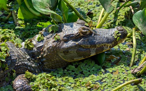 The crocodile looms under the duckweed from Chrome web store to be run with OffiDocs Chromium online The crocodile looms under the duckweed from Chrome web store to be run with OffiDocs Chromium online