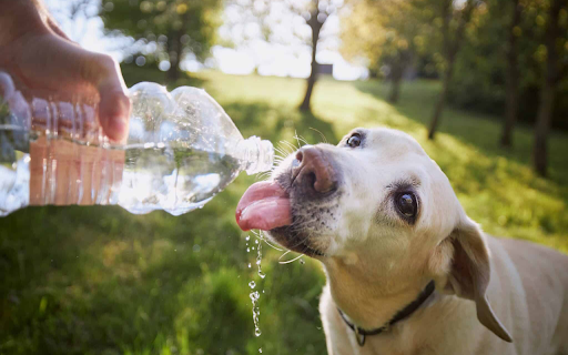 The dog is drinking water from Chrome web store to be run with OffiDocs Chromium online The dog is drinking water from Chrome web store to be run with OffiDocs Chromium online