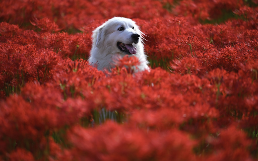 The dog looms in the flower garden from Chrome web store to be run with OffiDocs Chromium online The dog looms in the flower garden from Chrome web store to be run with OffiDocs Chromium online