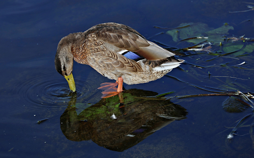 The duck explores the shallow lake from Chrome web store to be run with OffiDocs Chromium online The duck explores the shallow lake from Chrome web store to be run with OffiDocs Chromium online
