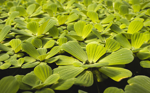 The duckweed pond is green and lush from Chrome web store to be run with OffiDocs Chromium online The duckweed pond is green and lush from Chrome web store to be run with OffiDocs Chromium online
