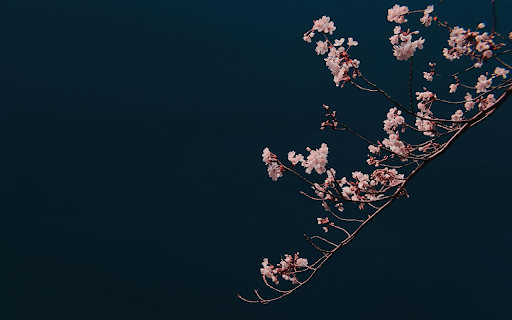 The flower branches are shady from Chrome web store to be run with OffiDocs Chromium online The flower branches are shady from Chrome web store to be run with OffiDocs Chromium online