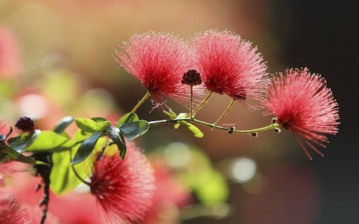 The flower branch is ashamed from Chrome web store to be run with OffiDocs Chromium online The flower branch is ashamed from Chrome web store to be run with OffiDocs Chromium online