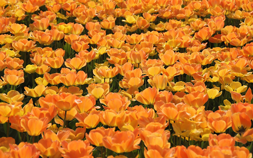 The forest of yellow flowers blooms from Chrome web store to be run with OffiDocs Chromium online The forest of yellow flowers blooms from Chrome web store to be run with OffiDocs Chromium online