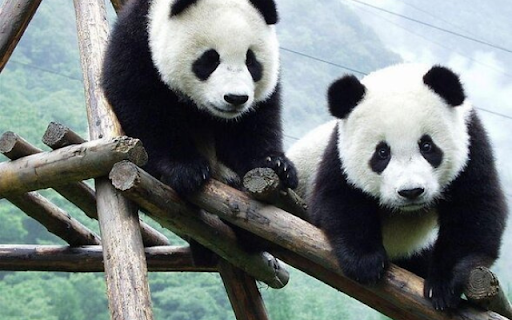 The Giant Panda Research Base, Chengdu from Chrome web store to be run with OffiDocs Chromium online The Giant Panda Research Base, Chengdu from Chrome web store to be run with OffiDocs Chromium online