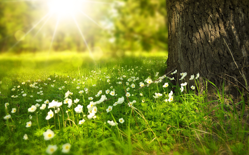 The grass and flowers are fragrant from Chrome web store to be run with OffiDocs Chromium online The grass and flowers are fragrant from Chrome web store to be run with OffiDocs Chromium online
