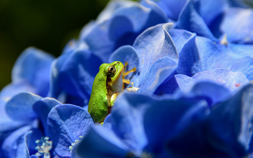 The green frog hides in the flower from Chrome web store to be run with OffiDocs Chromium online The green frog hides in the flower from Chrome web store to be run with OffiDocs Chromium online