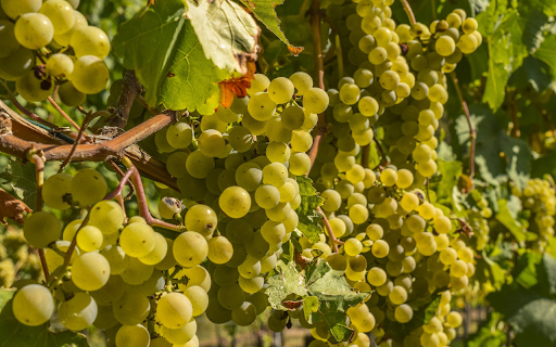 The green vineyard is lush from Chrome web store to be run with OffiDocs Chromium online The green vineyard is lush from Chrome web store to be run with OffiDocs Chromium online