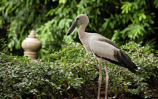The Grey Heron and the Black Beak from Chrome web store to be run with OffiDocs Chromium online The Grey Heron and the Black Beak from Chrome web store to be run with OffiDocs Chromium online