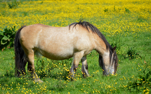 The horse is full in the field from Chrome web store to be run with OffiDocs Chromium online The horse is full in the field from Chrome web store to be run with OffiDocs Chromium online