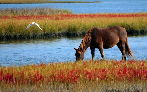 The horse is leisurely from Chrome web store to be run with OffiDocs Chromium online The horse is leisurely from Chrome web store to be run with OffiDocs Chromium online