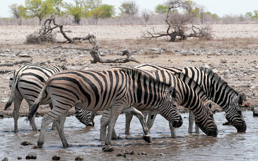 The horses drink water from Chrome web store to be run with OffiDocs Chromium online The horses drink water from Chrome web store to be run with OffiDocs Chromium online