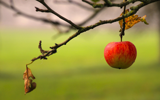 The last apple from Chrome web store to be run with OffiDocs Chromium online The last apple from Chrome web store to be run with OffiDocs Chromium online