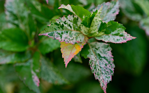 The leaf has pink edges from Chrome web store to be run with OffiDocs Chromium online The leaf has pink edges from Chrome web store to be run with OffiDocs Chromium online