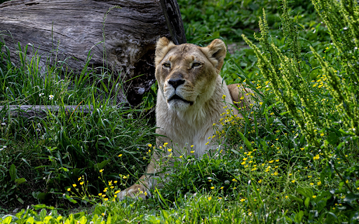 The lion lies down from Chrome web store to be run with OffiDocs Chromium online The lion lies down from Chrome web store to be run with OffiDocs Chromium online