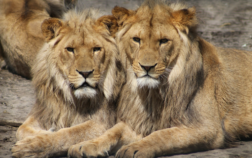 The lions from Chrome web store to be run with OffiDocs Chromium online The lions from Chrome web store to be run with OffiDocs Chromium online
