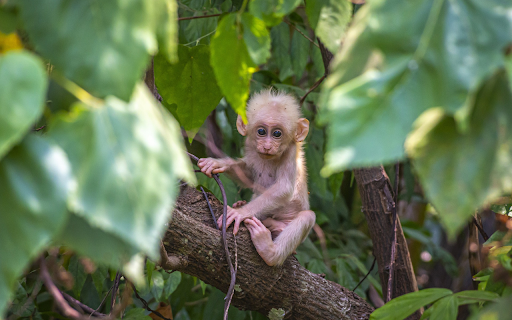The little monkey trotted out from Chrome web store to be run with OffiDocs Chromium online The little monkey trotted out from Chrome web store to be run with OffiDocs Chromium online