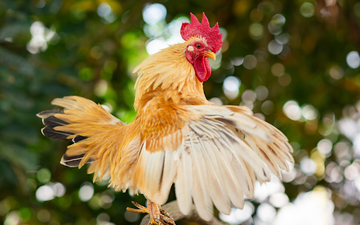 The majestic rooster from Chrome web store to be run with OffiDocs Chromium online The majestic rooster from Chrome web store to be run with OffiDocs Chromium online