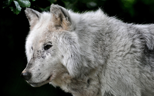 The Old Wolf from Chrome web store to be run with OffiDocs Chromium online The Old Wolf from Chrome web store to be run with OffiDocs Chromium online