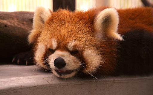 The panda slept soundly from Chrome web store to be run with OffiDocs Chromium online The panda slept soundly from Chrome web store to be run with OffiDocs Chromium online