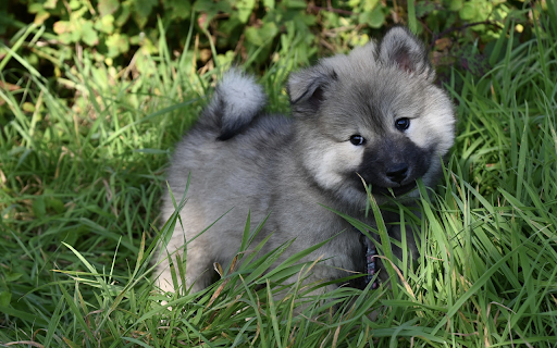 The puppy trotted in the grass garden from Chrome web store to be run with OffiDocs Chromium online The puppy trotted in the grass garden from Chrome web store to be run with OffiDocs Chromium online