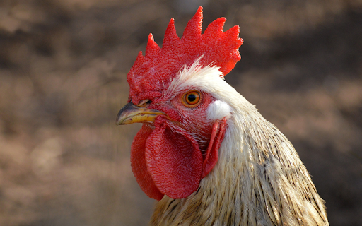 The Rooster from Chrome web store to be run with OffiDocs Chromium online The Rooster from Chrome web store to be run with OffiDocs Chromium online