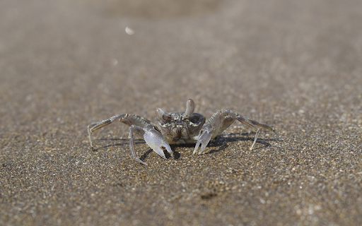 The Sea Crab from Chrome web store to be run with OffiDocs Chromium online The Sea Crab from Chrome web store to be run with OffiDocs Chromium online