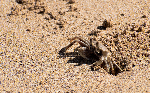 The sea crab digs a burrow from Chrome web store to be run with OffiDocs Chromium online The sea crab digs a burrow from Chrome web store to be run with OffiDocs Chromium online