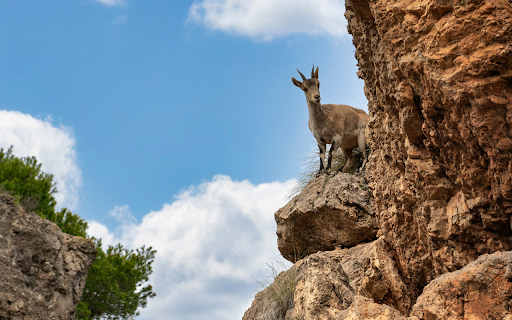 The Strong Mountain Goat from Chrome web store to be run with OffiDocs Chromium online The Strong Mountain Goat from Chrome web store to be run with OffiDocs Chromium online