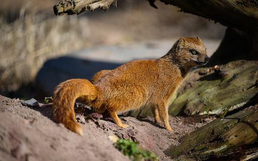 The Yellow Weasel from Chrome web store to be run with OffiDocs Chromium online The Yellow Weasel from Chrome web store to be run with OffiDocs Chromium online