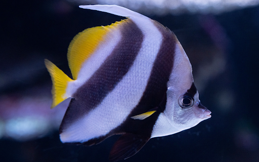 Three colored fish from Chrome web store to be run with OffiDocs Chromium online Three colored fish from Chrome web store to be run with OffiDocs Chromium online