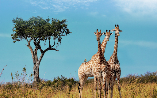 Three giraffes from Chrome web store to be run with OffiDocs Chromium online Three giraffes from Chrome web store to be run with OffiDocs Chromium online
