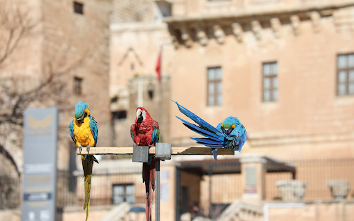 Three parrots from Chrome web store to be run with OffiDocs Chromium online Three parrots from Chrome web store to be run with OffiDocs Chromium online