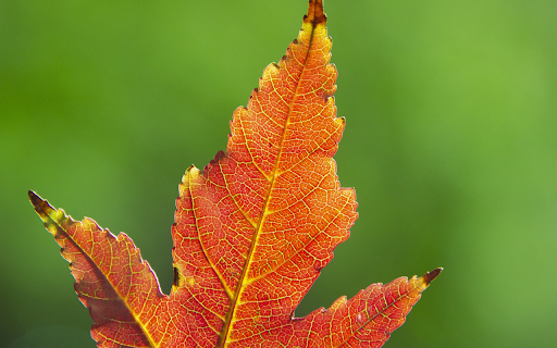 Three pointed leaf from Chrome web store to be run with OffiDocs Chromium online Three pointed leaf from Chrome web store to be run with OffiDocs Chromium online
