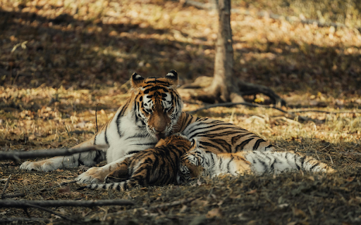 Tiger and Cub Resting in Sunlit Forest from Chrome web store to be run with OffiDocs Chromium online Tiger and Cub Resting in Sunlit Forest from Chrome web store to be run with OffiDocs Chromium online