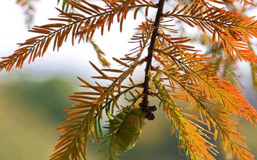 Tree branches with red leaves from Chrome web store to be run with OffiDocs Chromium online Tree branches with red leaves from Chrome web store to be run with OffiDocs Chromium online