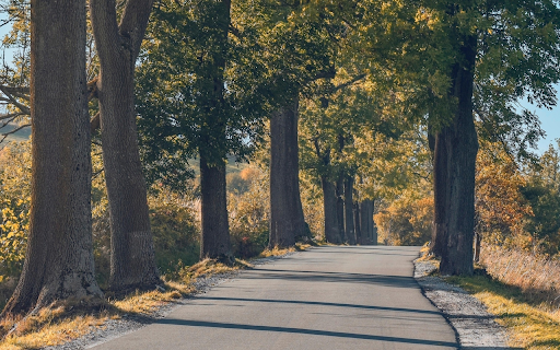 Tree Lined Country Road from Chrome web store to be run with OffiDocs Chromium online Tree Lined Country Road from Chrome web store to be run with OffiDocs Chromium online
