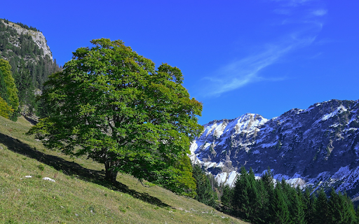 Tree on the hillside from Chrome web store to be run with OffiDocs Chromium online Tree on the hillside from Chrome web store to be run with OffiDocs Chromium online