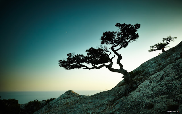 Tree on the Slope from Chrome web store to be run with OffiDocs Chromium online Tree on the Slope from Chrome web store to be run with OffiDocs Chromium online